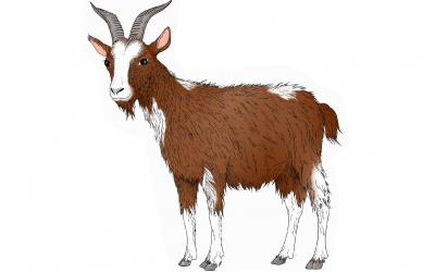 Astrología China: Características del signo Cabra