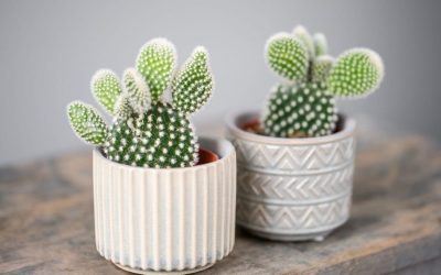 Mitos del Feng Shui: Cactus