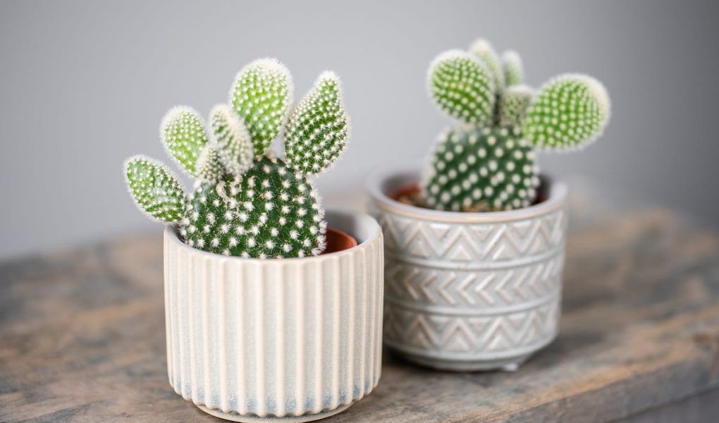 Mitos del Feng Shui: Cactus